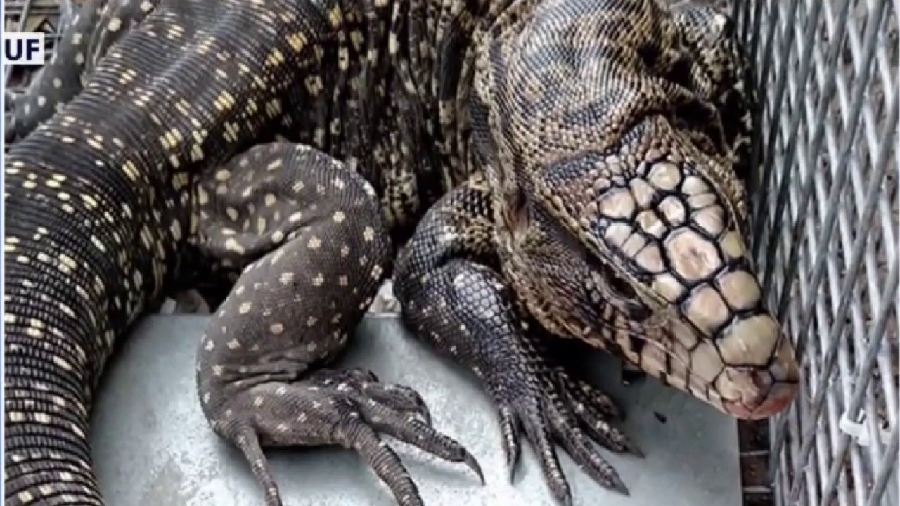 Invasive species in the Everglades