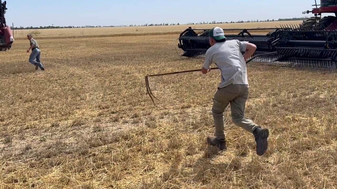 Person uses snake to playfully chase friend in wheat field