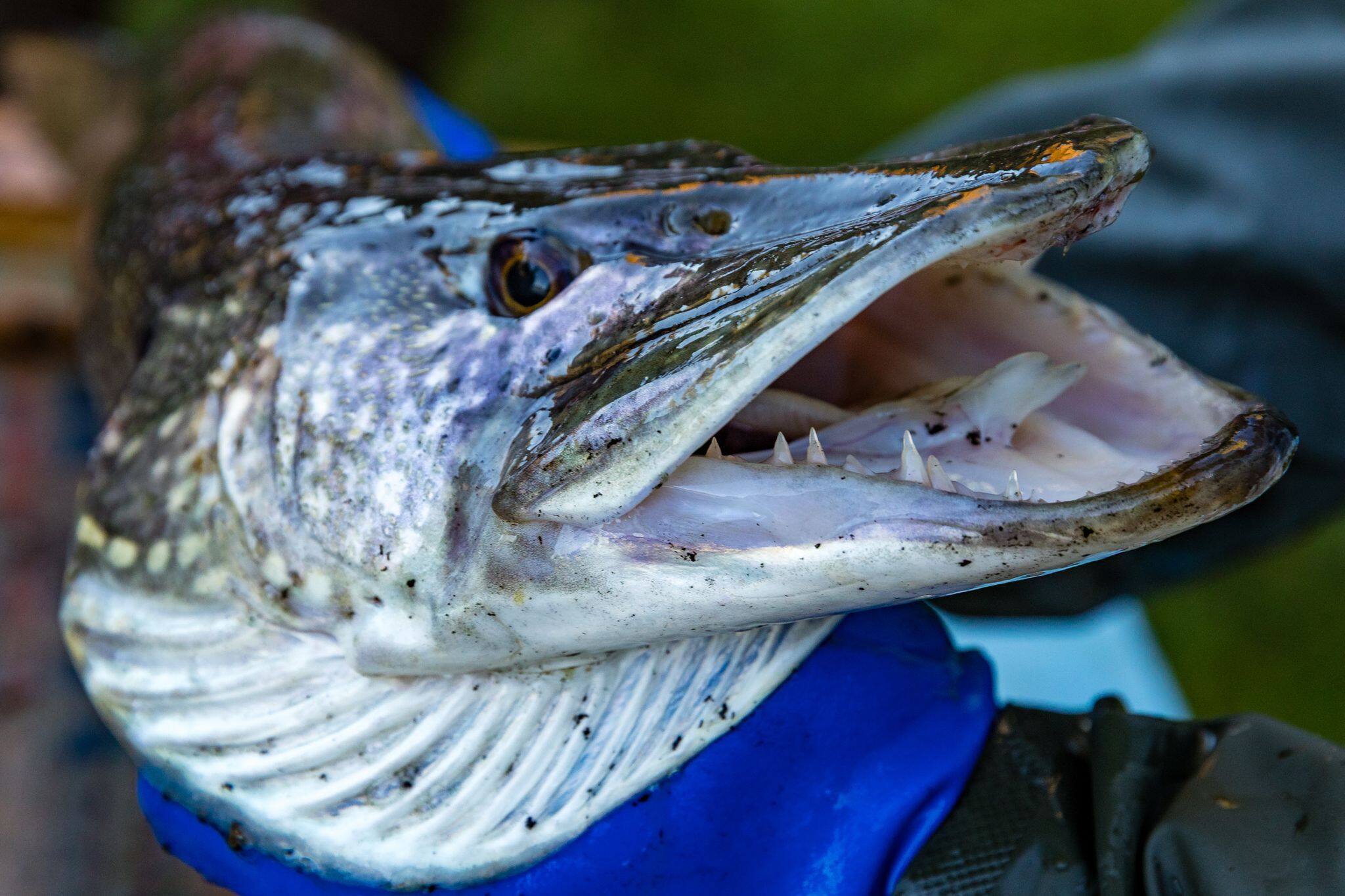Verschärfte Regeln für Angler: MV erlaubt nur noch einen Hecht pro Tag