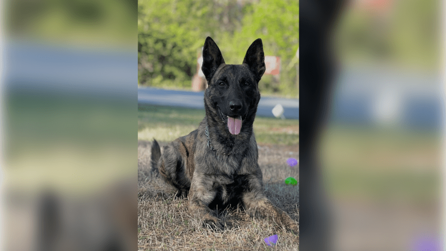 North Little Rock Police Department K9 Vaughan dies
