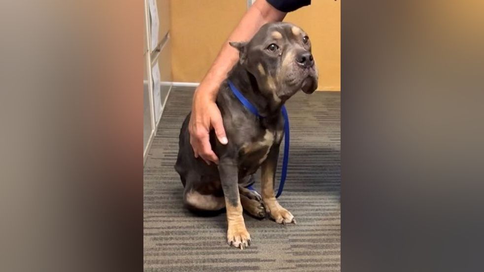 Second arrest made in 'Maggie' neglect case; police seek tips in ...
