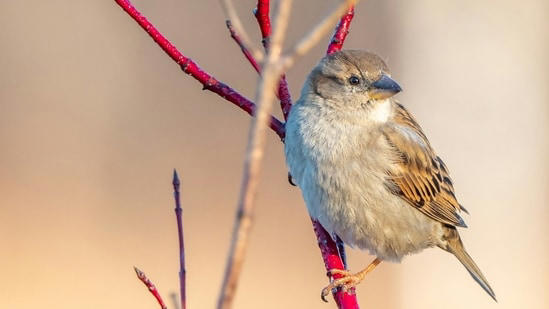In 1851,16 house sparrows were released in Brooklyn, reportedly to eat ...