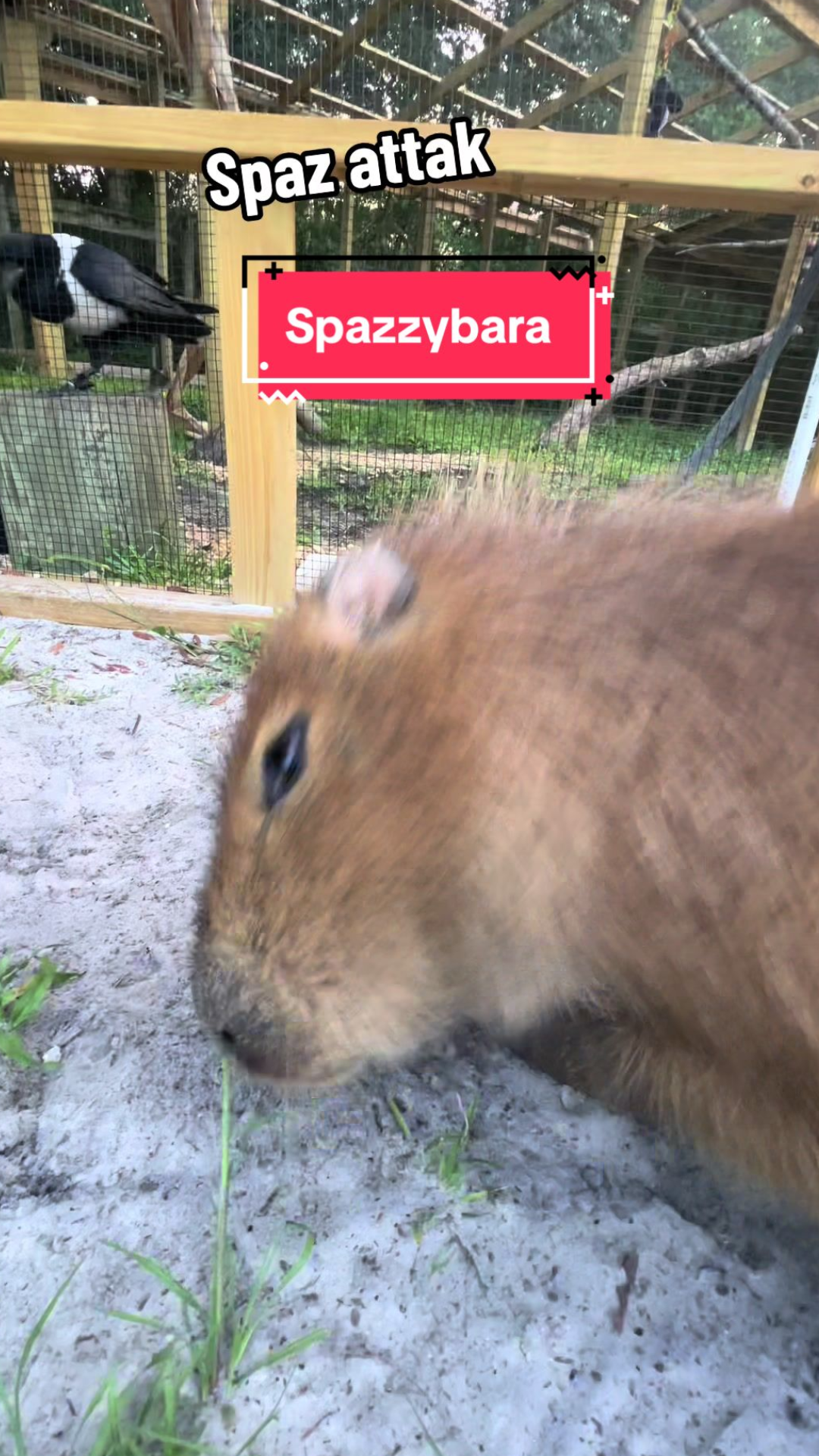 Amazing capybara facts revealed through Pumpkin’s actions