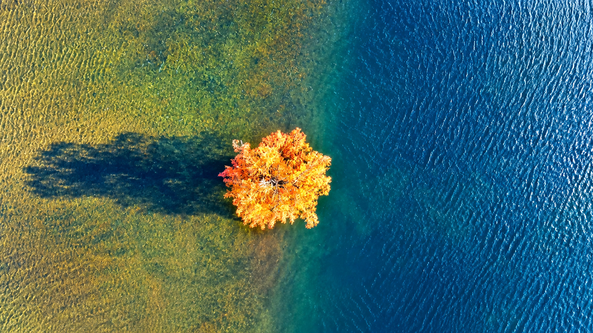 Colorful autumn trees across Planina Plain