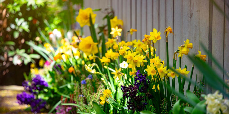 Want daffodils next spring? Plant them now – 3 failsafe varieties for a ...