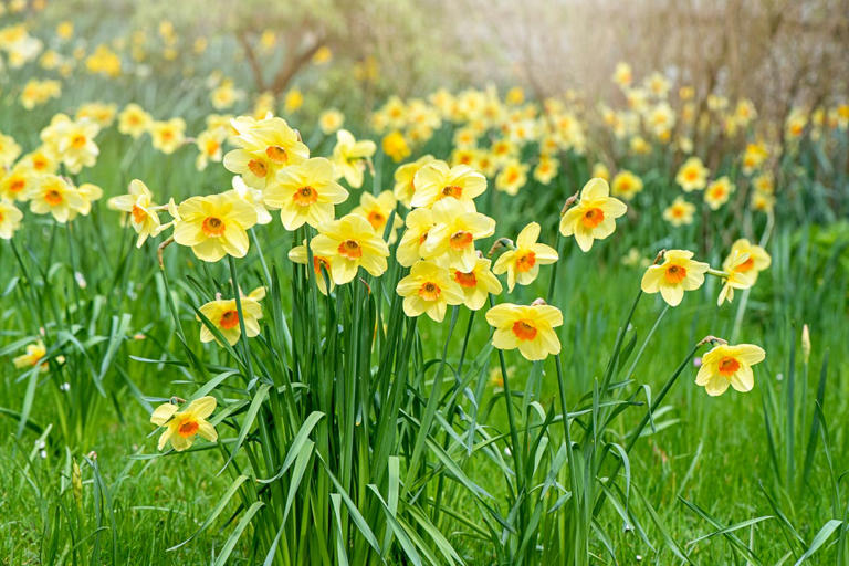 Want daffodils next spring? Plant them now – 3 failsafe varieties for a ...