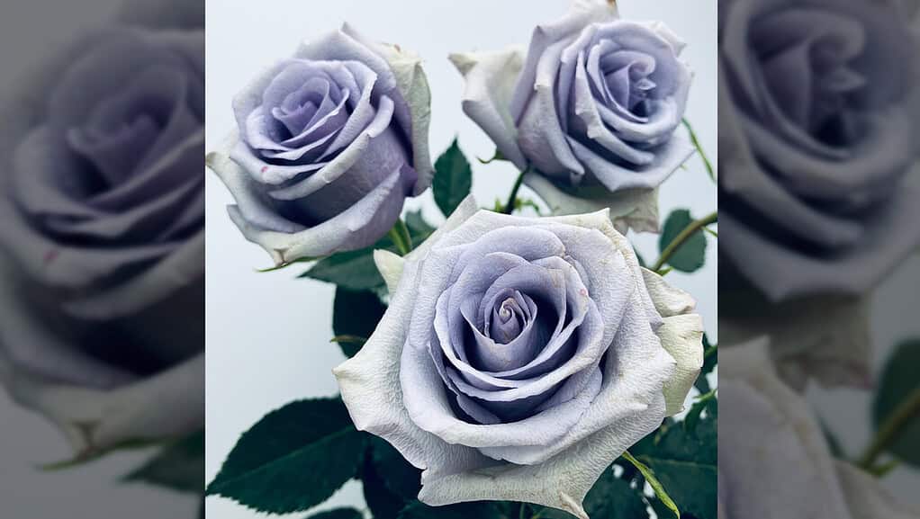 Roses are red, violets are blue, but scientists just made roses bluer too