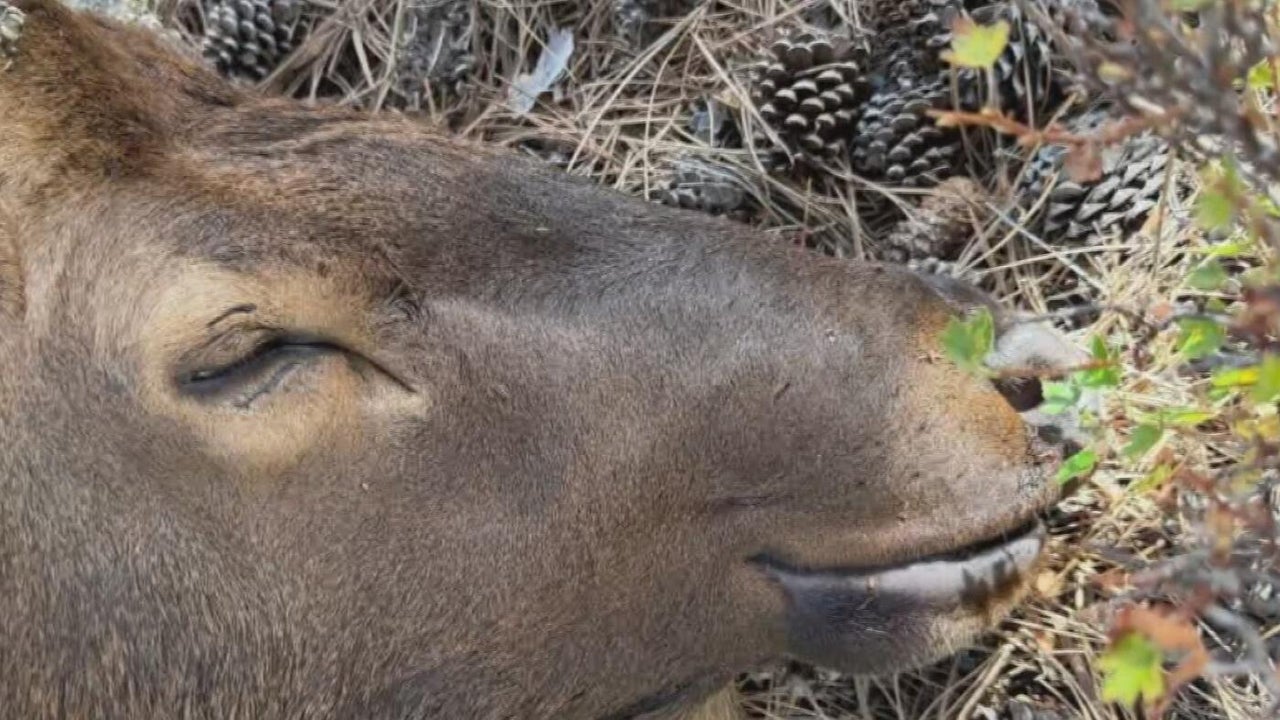 Elk in Estes Park freed after getting stuck in wire fence