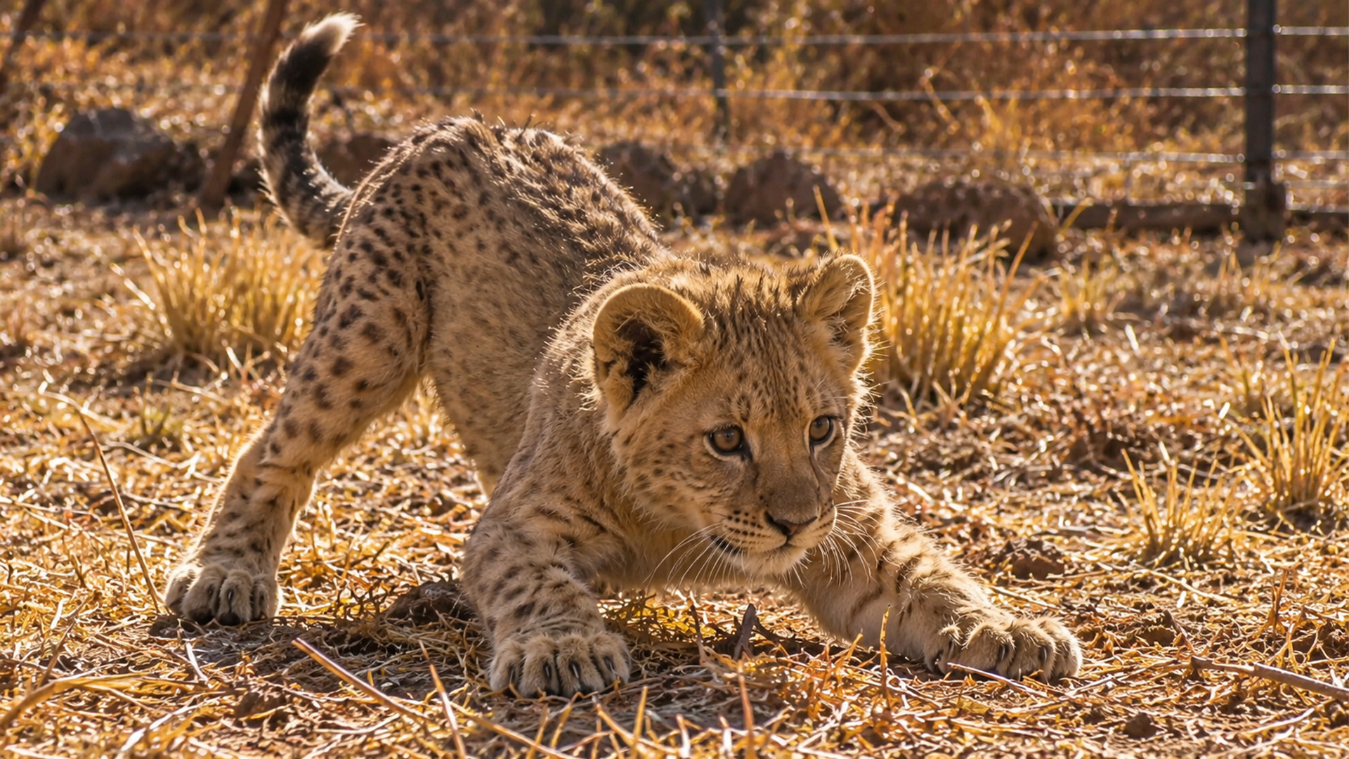 The predator instinct came out fast
