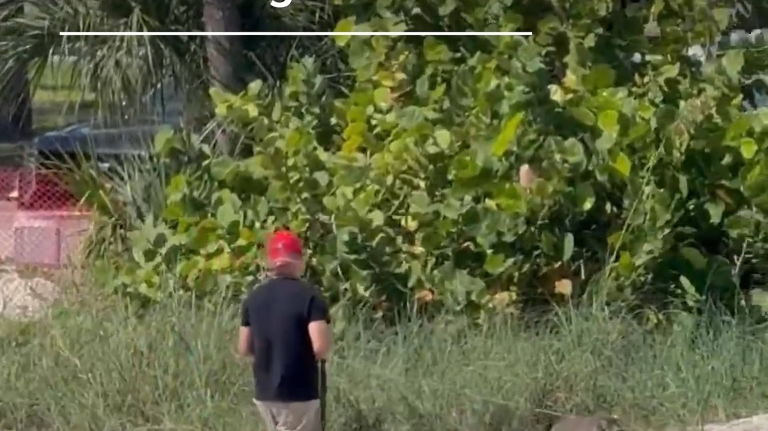 Florida man spotted walking raccoon with a leash along beach