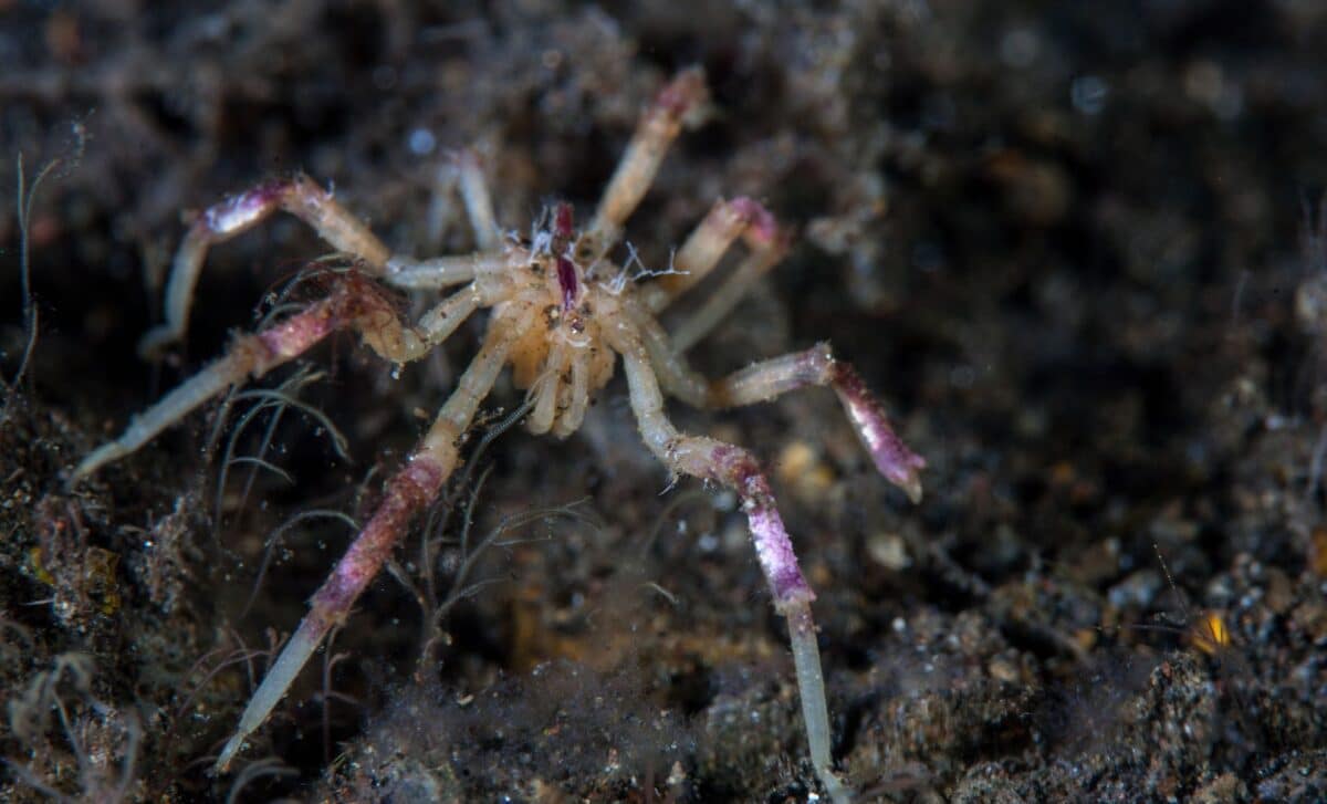 These newly discovered sea spiders look like land spiders, but they ...