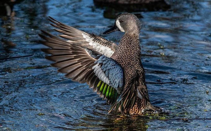 Which birds make the longest migration journeys?