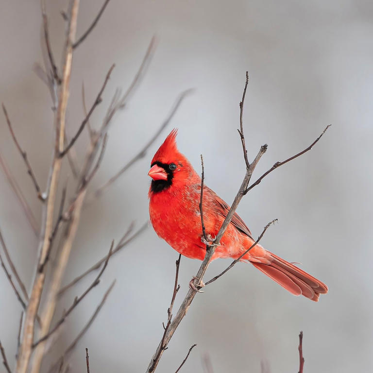 How long do cardinal birds live?