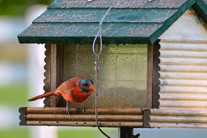 How long do cardinal birds live?