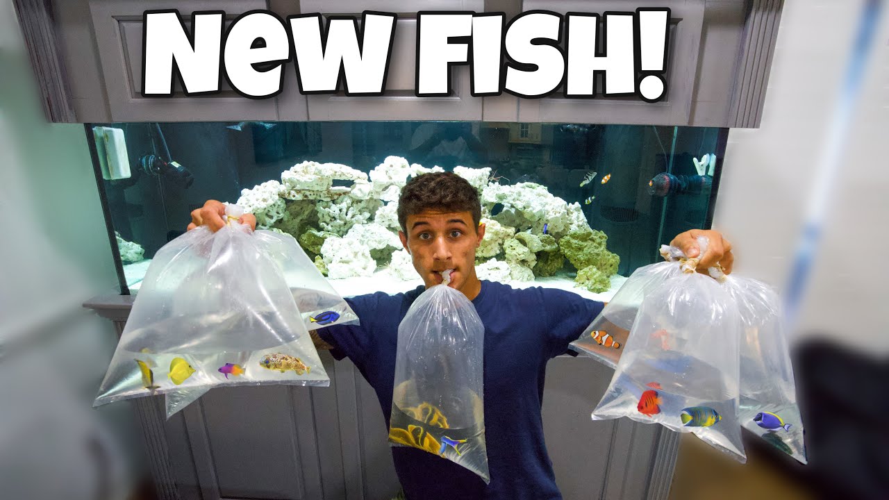 Filling my 200-gallon aquarium with new fish