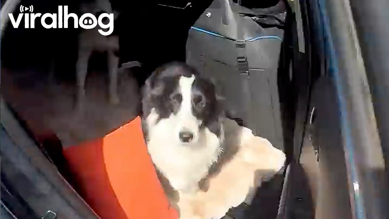 Confident pup launches straight out of the car