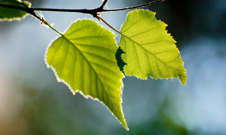 Can you identify these trees from a photo of their leaves?
