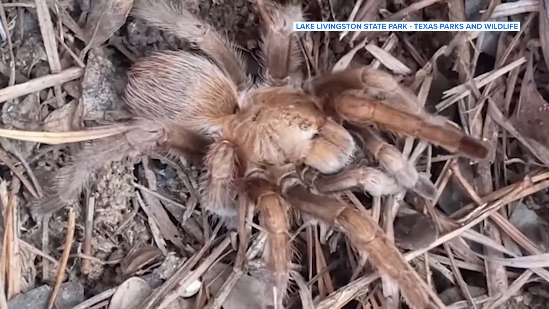 Ranger finds Texas brown tarantula hiding at Lake Livingston State Park