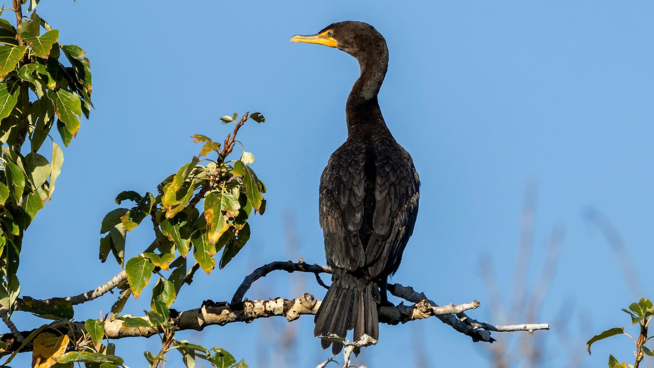 Are there too many cormorants in Alberta? Group studying whether more ...
