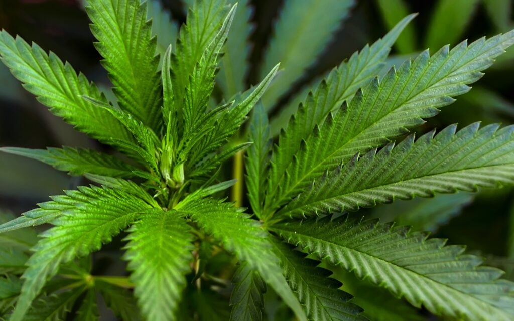 Quick spark: DEA judge pauses marijuana rescheduling hearing over ...