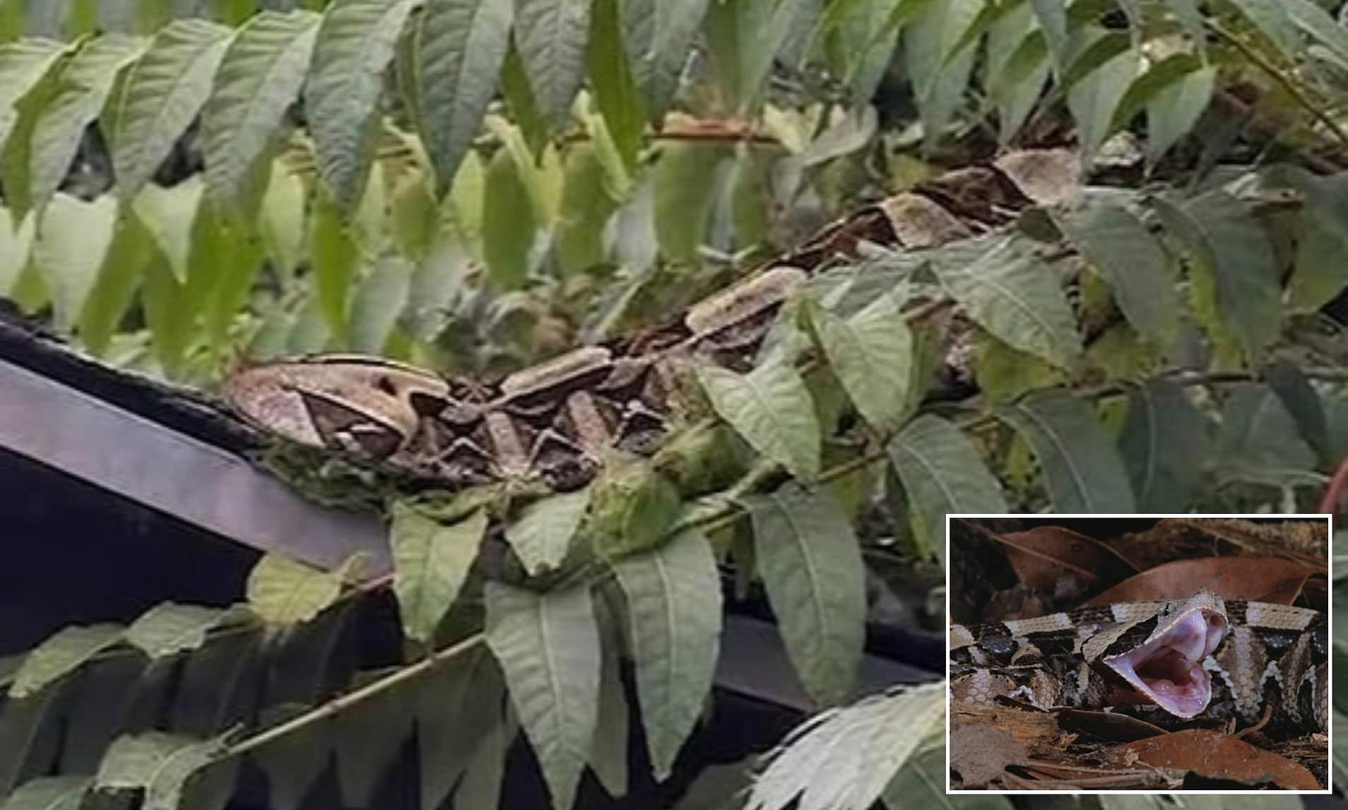 Extremely venomous viper snake is loose in California neighborhood as ...