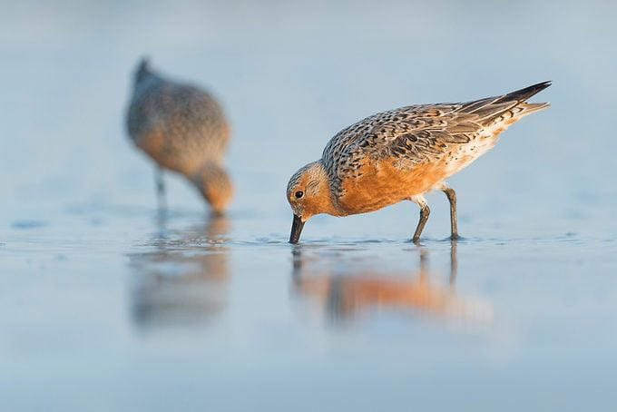 Which birds make the longest migration journeys?