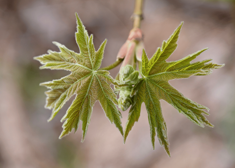 Can you identify these trees from a photo of their leaves?