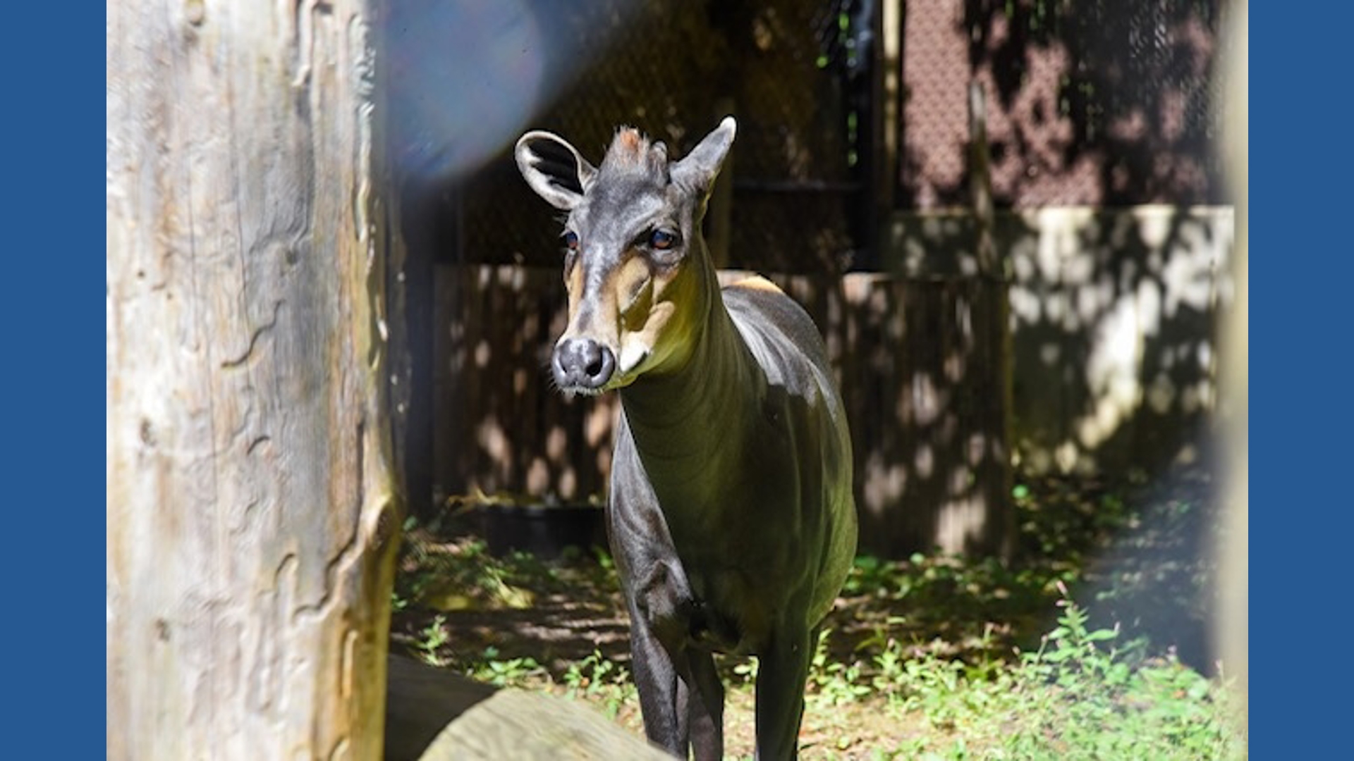 You can see a new animal at the Maryland Zoo! A new duiker named Astrid ...