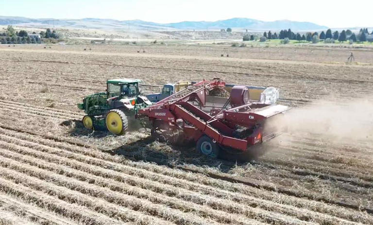 Eastern Idaho spud harvest underway as farmers grapple with drought, heat