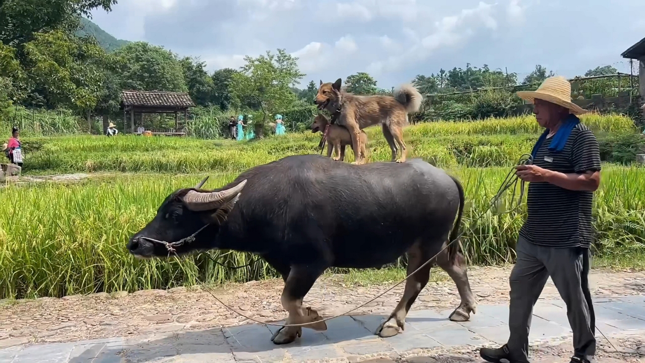 Two dogs ride on water buffalo through Guilin countryside