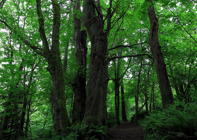 Can you identify these trees from a photo of their leaves?