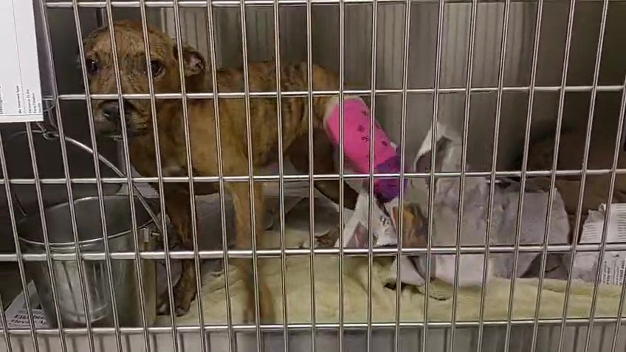 Teen accused of animal cruelty after puppy reportedly found with broken ...