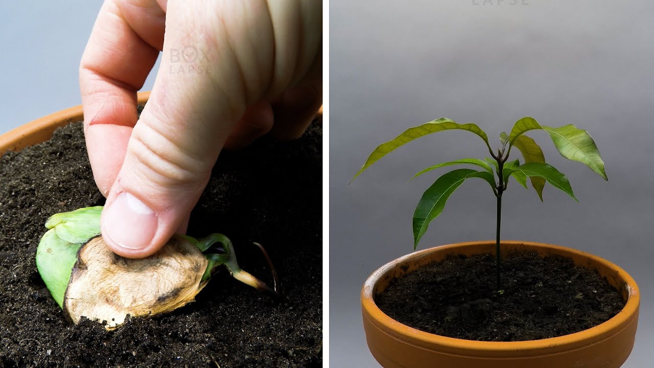 Growing Mango