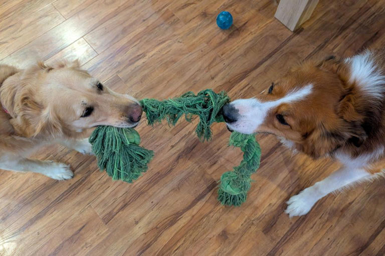 Hidden danger of pet toys revealed in new safety report