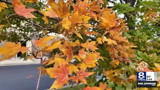 Rake or leave them? What to do with your yard this fall