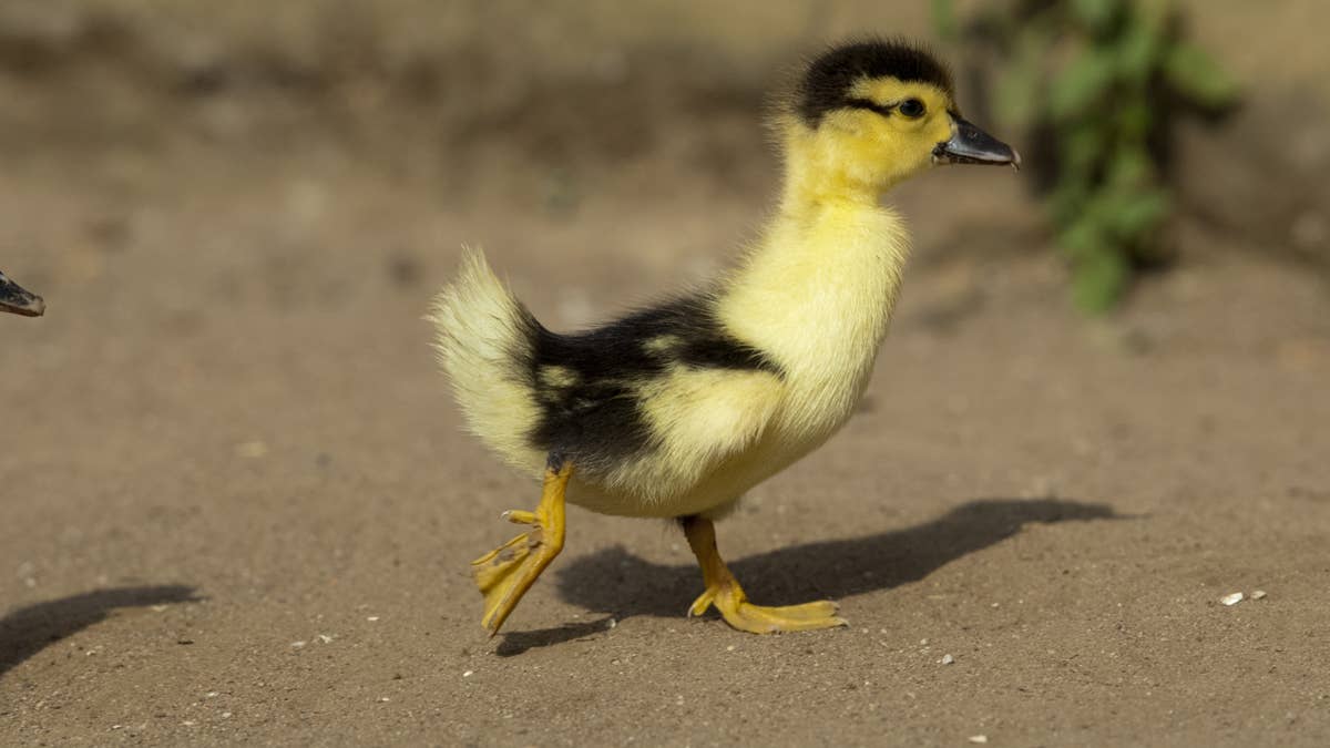 Amazon driver gets 'attacked' by tiny duckling, and security camera ...