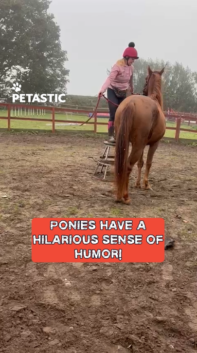 Training incident: Pony demonstrates defiance by kicking away stool
