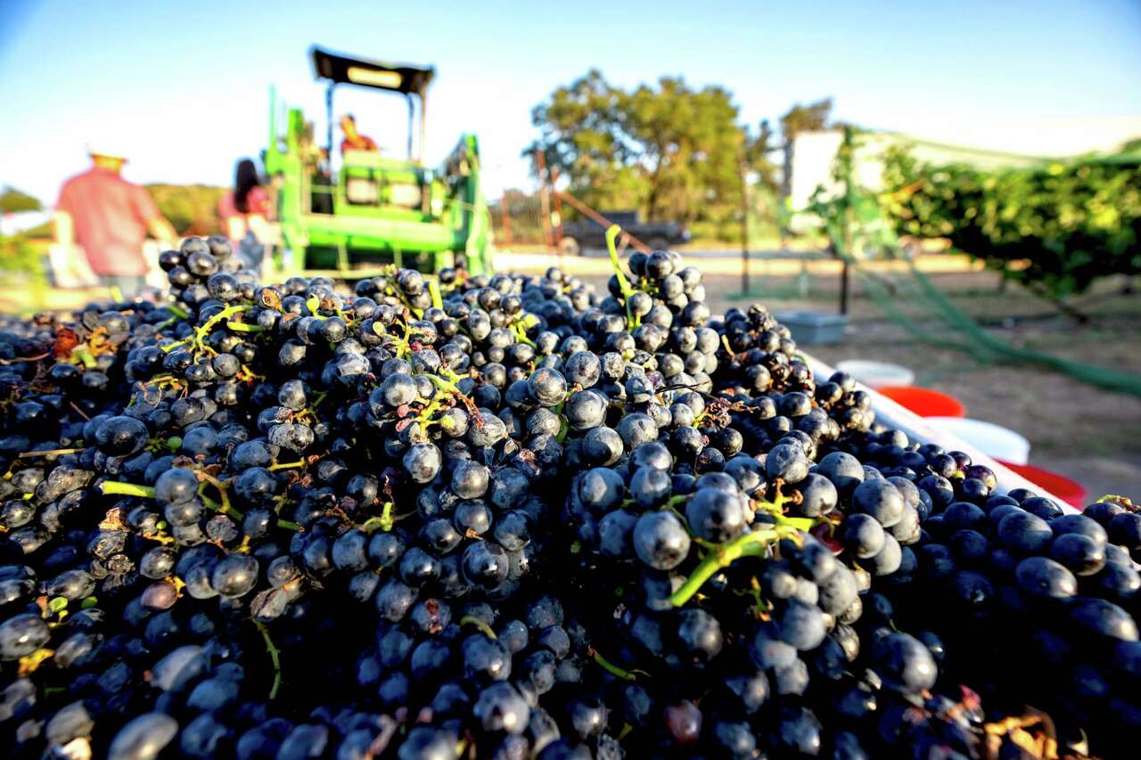 Texas wine grape growers report strong quality despite tough 2026 season