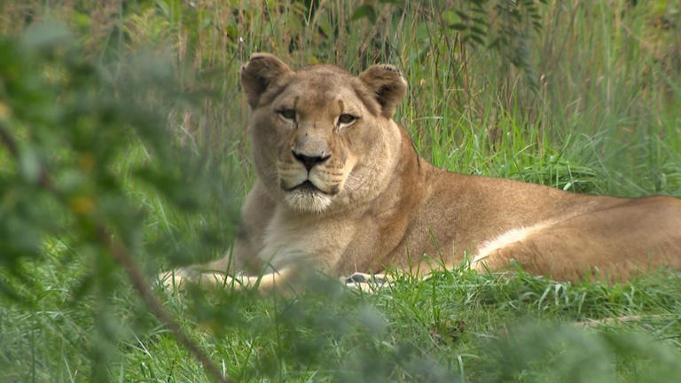 Fort Wayne Zoo lioness celebrates 20th birthday
