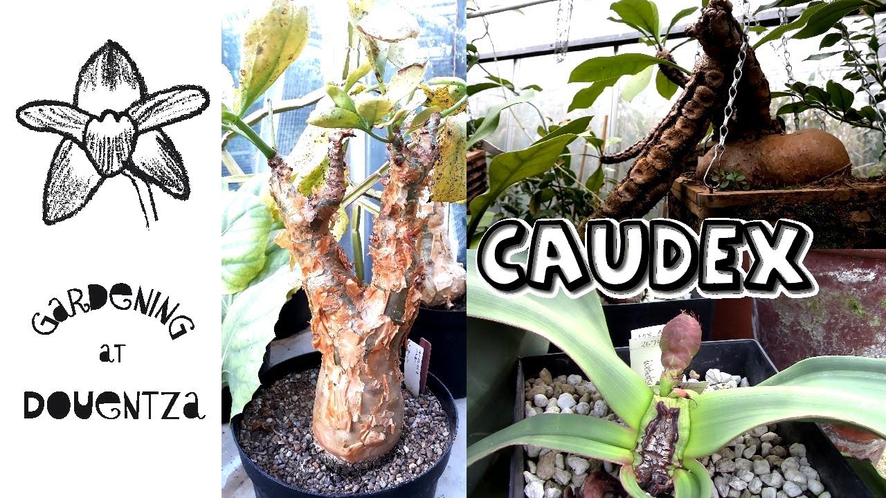 Introduction to fat bottomed caudex plants at Kew