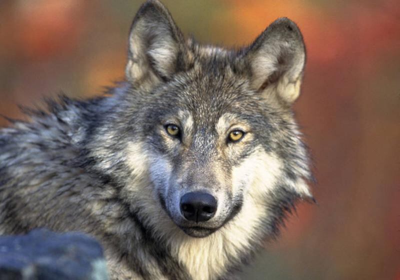 Minnesota offers new grants to help livestock producers prevent wolf ...