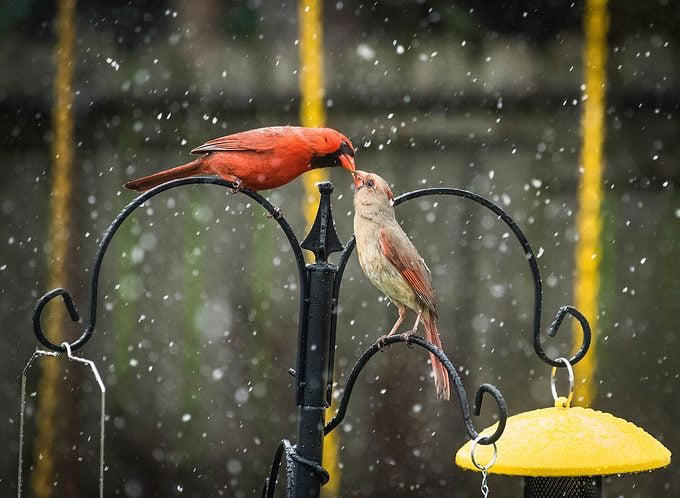 How long do cardinal birds live?