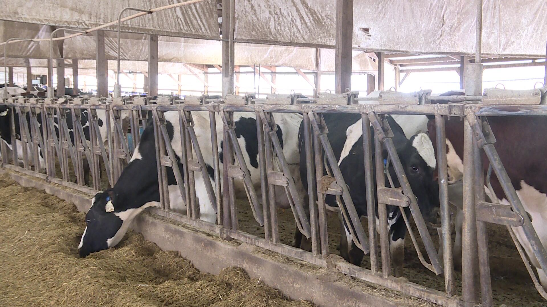 EHD confirmed in Wisconsin cattle