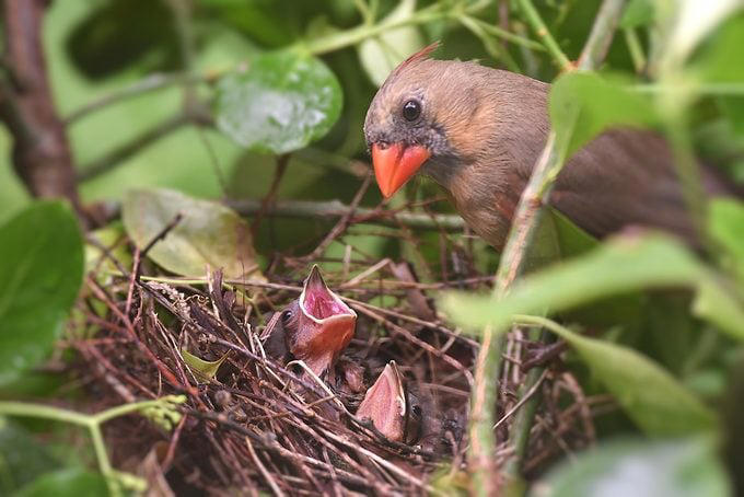 How long do cardinal birds live?