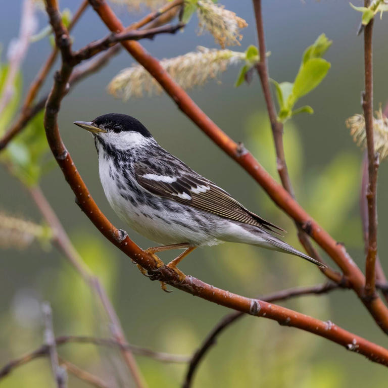 Which birds make the longest migration journeys?