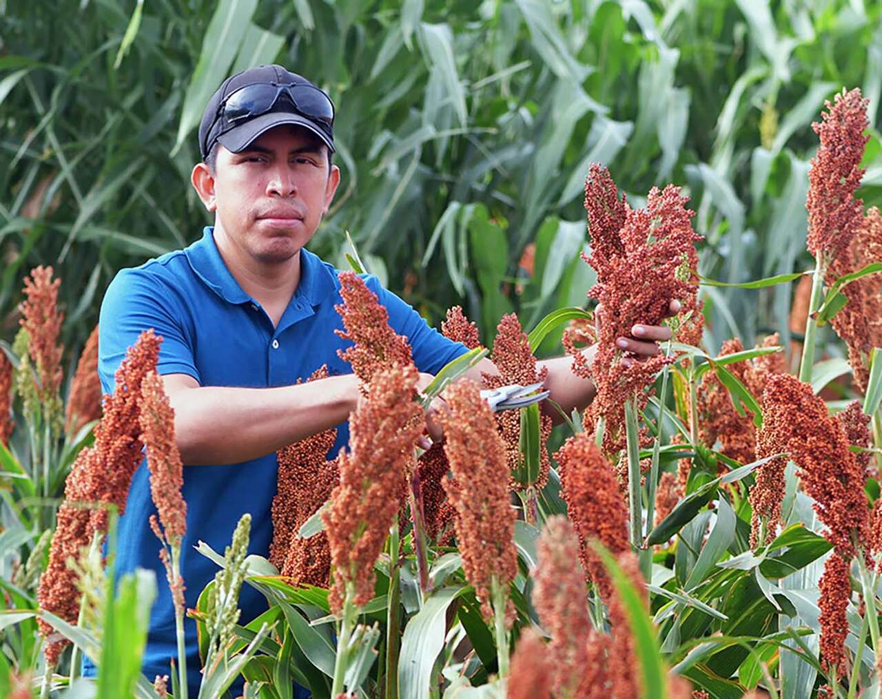 Texas A&M AgriLife High Plains Forage program gains research expertise