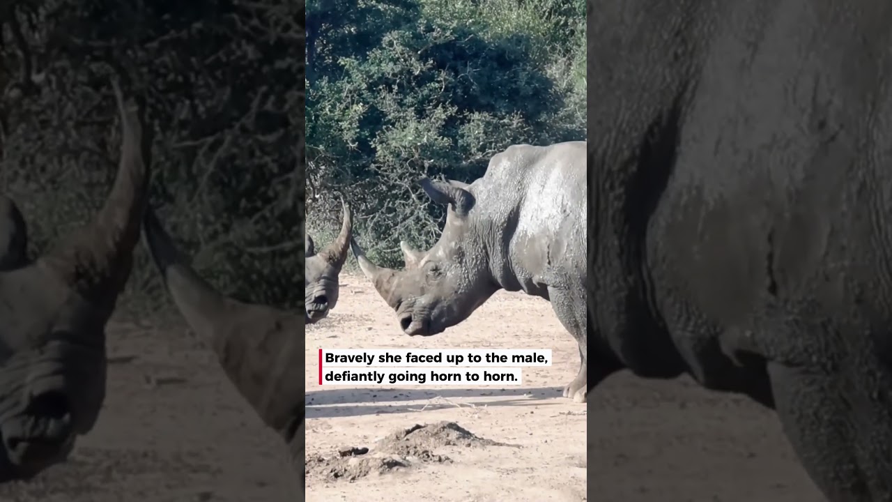 We watched a calf saved by its mum 🦏