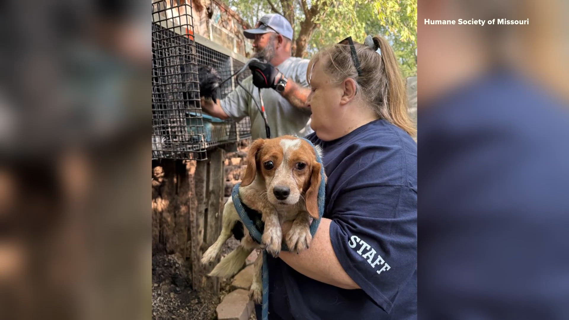 100+ animals rescued from Missouri property in case official calls ...