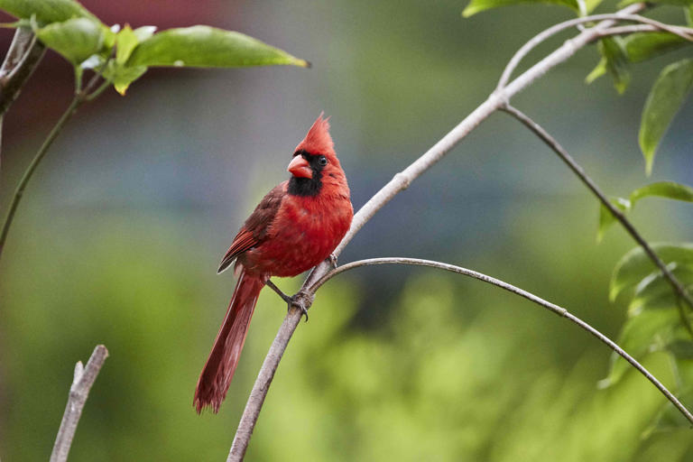 The real reason cardinals fly into windows again and again