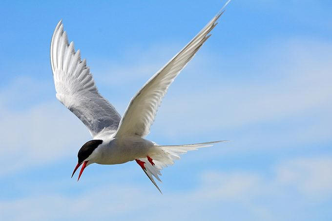 Which birds make the longest migration journeys?